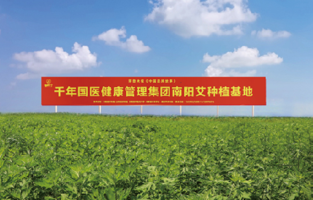 全产业链之艾草种植基地