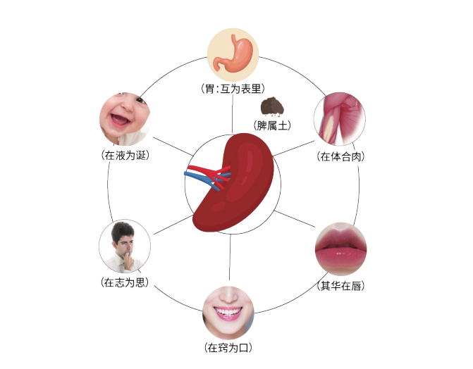 中医艾灸基础（七）五脏系统—脾(图1)