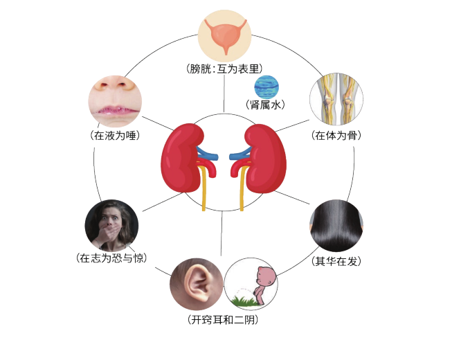 中医艾灸基础（九）五脏系统—肾(图1)
