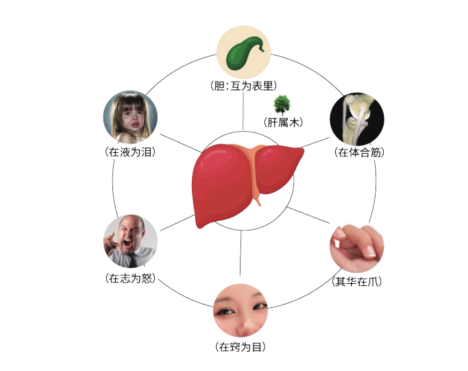 中医艾灸基础（六）五脏系统—肝(图1)