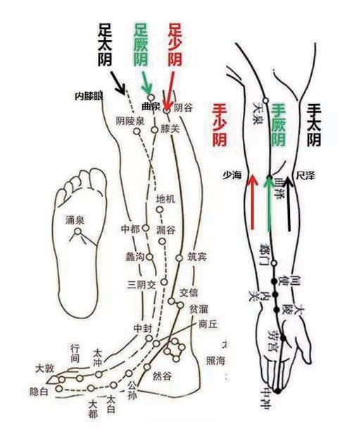 艾灸基础经络常识（6）足厥阴肝经(图2)