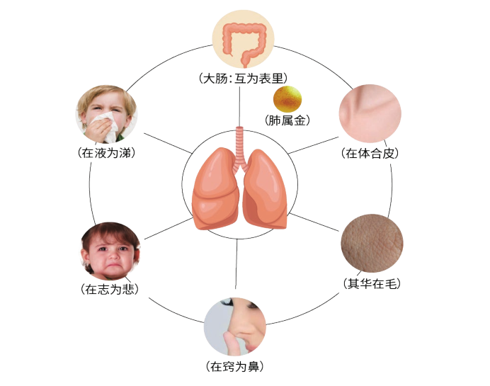中医艾灸基础（八）五脏系统—肺(图1)