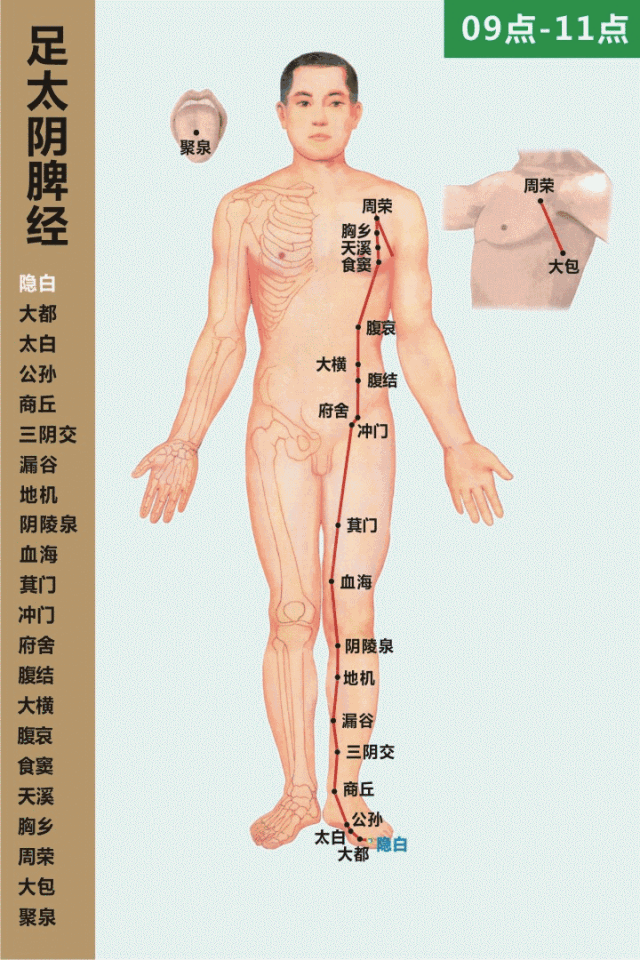 艾灸基础经络常识（2）足阳明胃经 足太阴脾经(图2)