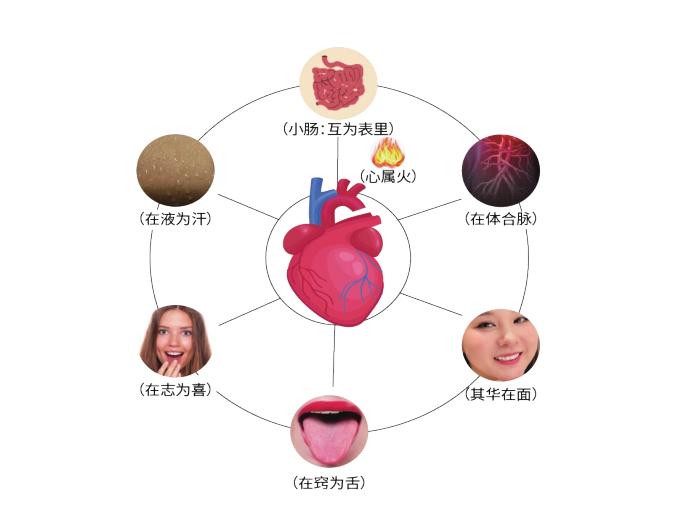 中医艾灸基础（五）五脏系统—心(图1)