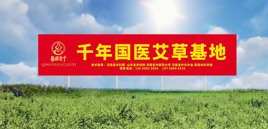 全产业链之艾草种植基地(图1)