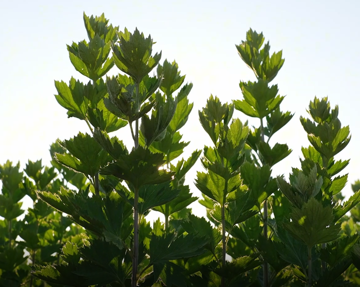 全产业链之艾草种植基地(图2)